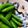 ハチミツぱる's cooksnap of when they made スナップエンドウの白出汁漬け。.