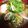 sunujiro's cooksnap of when they made 春キャベツとフワフワ鶏だんごスープ.