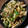 ぴんぬ。's cooksnap of when they made ウルテ（牛の器官）炒め.