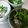 ★akiko♪'s cooksnap of when they made 超簡単♪しらすおろし大葉のっけ♪.