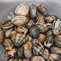 saintmilo's cooksnap of when they made あさりを美味しく♪砂抜き＆塩抜きの方法.