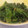1103☆'s cooksnap of when they made 和食の基本！ほうれん草の胡麻和え.