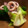 口腔外科医☆ゆっきー's cooksnap of when they made いかのいかわた炒め.