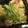 クックXCI6PE☆'s cooksnap of when they made ほうれん草と豚肉の炒め物.