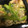 クックXCI6PE☆'s cooksnap of when they made ほうれん草と豚肉の炒め物.