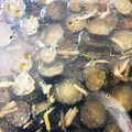 aiaiちゃみこ's cooksnap of when they made キューちゃん風！簡単きゅうりの醤油漬け.