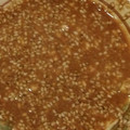 ヨシヨッシー's cooksnap of when they made 棒棒鶏のタレ.