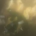 ＫＩＣＫ's cooksnap of when they made エリンギと豆腐のすまし汁.