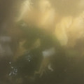 ＫＩＣＫ's cooksnap of when they made エリンギと豆腐のすまし汁.