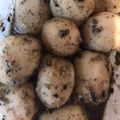 空中逆上がり's cooksnap of when they made 里芋の味噌ゴマ和え.