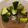 ドラえもん？'s cooksnap of when they made 和からし甘酒しょうゆdeやみつき胡瓜.