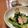 Sac’HiNa's cooksnap of when they made 簡単やみつき♪チンゲン菜とツナの胡麻和え.
