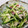おかめー's cooksnap of when they made ササミと梅ゆかり和え.