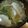 すあま☆なごみん's cooksnap of when they made ■ほうれん草とかぶの即席ばり味噌汁■.