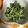 クックPZDB8O☆'s cooksnap of when they made ツナとほうれん草のマヨ和え.