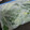 chiaking＊＊'s cooksnap of when they made 小松菜 冷凍保存 即調理！.