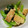 くりかあさん's cooksnap of when they made 青菜ときつねうどんのお揚げさんの和え物.