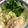 nyam02's cooksnap of when they made 本格★手作りスープでベトナムチキンフォー.