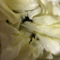 ma___111's cooksnap of when they made キャベツわかめの酢の物.
