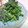 flowertea's cooksnap of when they made 菜の花の柚子胡麻和え.