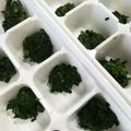 16866♠'s cooksnap of when they made ほうれん草の冷凍保存☆離乳食完了期にも☆.