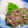★チャコ姫★'s cooksnap of when they made 【簡単おつまみ♪】鯵のなめろう.