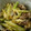 ☆mamingo☆'s cooksnap of when they made 姫竹と豚肉の卵とじ.