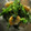 さまんた's cooksnap of when they made 菜の花と海老の辛子マヨ和え.