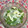 ぽぽきゅ's cooksnap of when they made *絹さやと新玉ねぎのマヨチーズサラダ*.