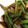 クックQ5DJ09☆'s cooksnap of when they made 簡単！＊椎茸のこ～ってりマヨネーズ焼き＊.