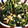 低カロ探検隊's cooksnap of when they made ほうれん草と鶏挽き肉の卵とじ.