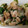 あやひまわり's cooksnap of when they made ほうれん草の豚肉巻き巻き.
