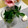 smfmoon's cooksnap of when they made 大葉の保存とアク抜き.