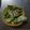 とみんぱす's cooksnap of when they made ＊スナップえんどうのおかかマヨ＊.