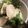 クックZ8J4H4☆'s cooksnap of when they made 簡単☆手作りサラダチキン風.