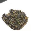 クックPCKCO5☆'s cooksnap of when they made 生胡椒の塩漬け.