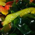 ☆MHK☆'s cooksnap of when they made パプリカとわかめの中華酢の物.