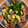 Jeria's cooksnap of when they made 豚肉とほうれん草のふんわり炒め.