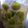 クックH91CDK☆'s cooksnap of when they made 自家製梅酒.