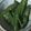クックZD3CWA☆'s cooksnap of when they made ＊さやえんどうの煮物＊.