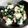 とろけるチーズ☆'s cooksnap of when they made 給食の味を再現！青菜の白和え.