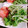 928るびすけ☆☆'s cooksnap of when they made 和えるだけ、水菜の簡単サラダ.