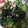 anemonenan's cooksnap of when they made 簡単！きゅうりとひじきとツナの酢の物.