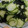 tolatte's cooksnap of when they made きゅうりとわかめの酢の物.