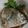 ゆきえはむ's cooksnap of when they made 黒鯛（チヌ）の煮付け.