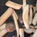 ma___111's cooksnap of when they made 付け合わせに!しめじのマヨ醤油炒め.
