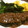 クックJ6RLWQ☆'s cooksnap of when they made 色鮮やか♪揚げなすのそぼろあんかけ.