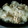 ２４なるるん's cooksnap of when they made せせりと新玉ねぎの塩麹炒め.