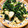 のんのんノンタロス's cooksnap of when they made むね肉スライスとほうれん草和風炒め☆.