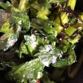1男4女のママ's cooksnap of when they made セロリと塩こんぶの浅漬けψ.